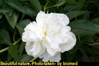 Beautiful-nature,-Photo-taken--