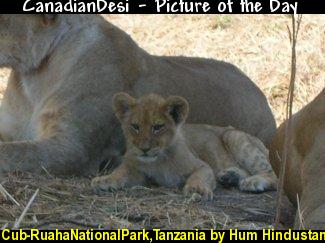 Cub-RuahaNationalPark,Tanzania